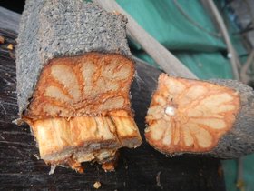 Ayahuasca 1993 to present
