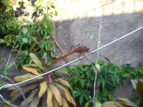 2015-08-09-dia-dos-pai