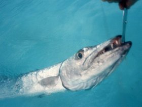 1988 Sail to Bahamas
