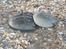 Horseshoe Crabs Spawning