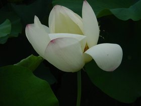 Lotuses and Water Lillies