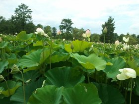 Lotuses and Water Lillies