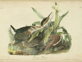 birds